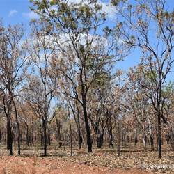 The area has been burnt off, but the eucalypts do not die, but burst into life in the next major rains