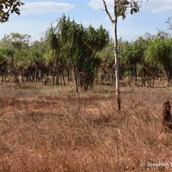 Dense cover of Pandanus outside Gulin Gulin