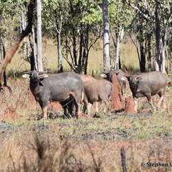 Fiona was the Buffalo spotter