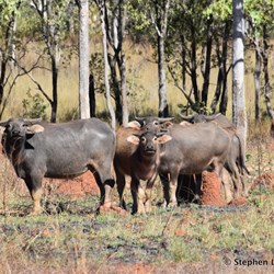 A family group in the scrub