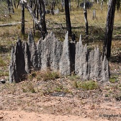 Magnetic Termite mounds