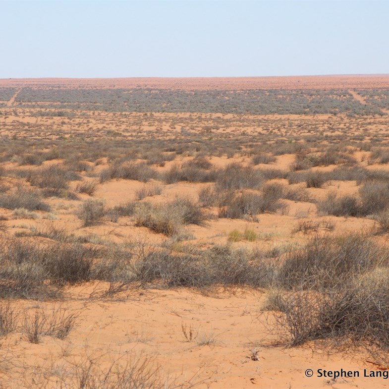 Then out of the blue, two well defined shot lines through the Gidgee north of Thomas Oil well