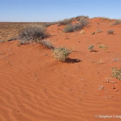 At the top of a virgin dune, with no easy way down