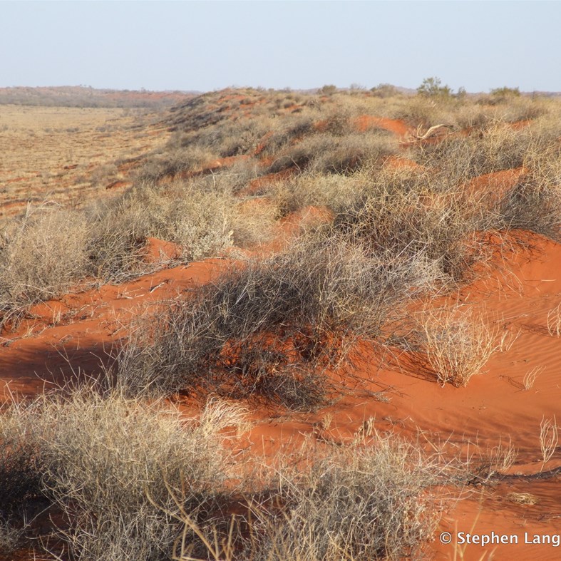 Typical scene at the top of the dunes, and we had to find the best way through 
