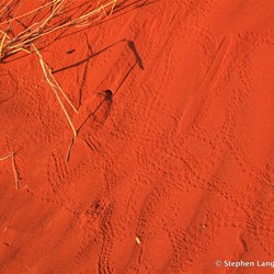 Early morning tracks in the dunes
