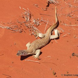 Catching up with one of the locals