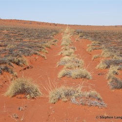 This old shot line was old, but still in great condition as we headed south before another live dune
