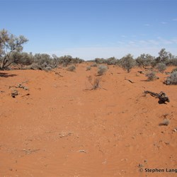 On another very old shot line through the Gidgee 