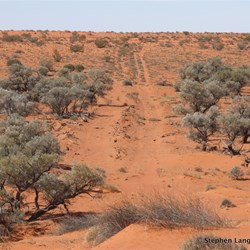 This was the only place during our complete trip that we saw two shot lines side by side through this patch of Gidgee