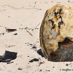 Some local Bush Tucker on the beach