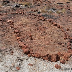 The historical stone arrangements at Macassan Beach 