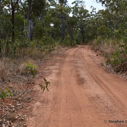 The main track to Little Bondi Beach