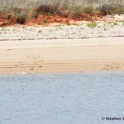 Those two marks are croc slides, he disappeared before I could zoom in 