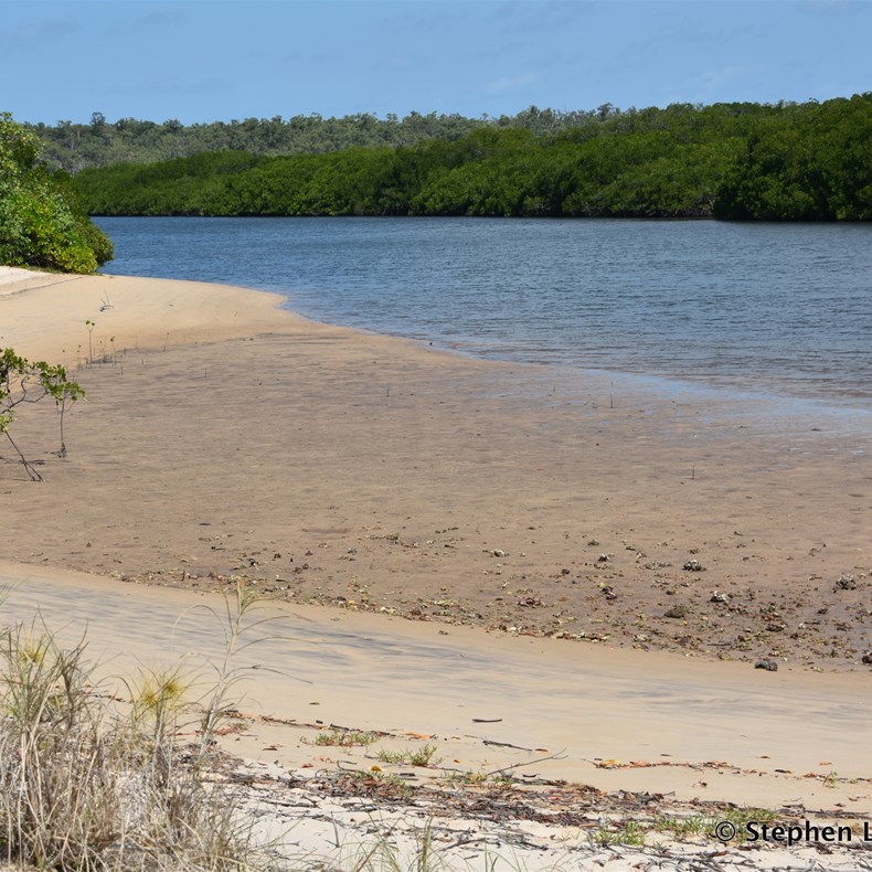 On the track to Rocky Bay, and I would hate to think what was lurking in those Mangroves 