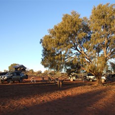 Camp beneath a cassuarina