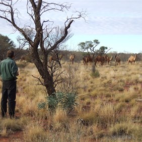 The Canadian camel whisperer!