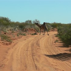 One of Rudalls many camels
