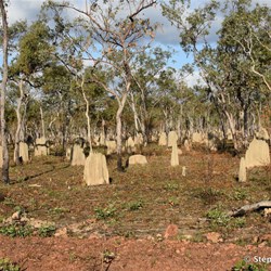 Termite Mounds on the way to the Batavia Gold Fields