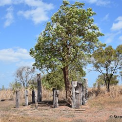 Prunung Aboriginal Scarred Trees 
