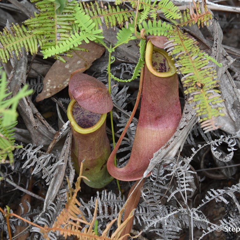 Fruit Bat Falls unique Pitcher Plants
