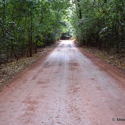 Dense tropical jungle on the way to the Tip