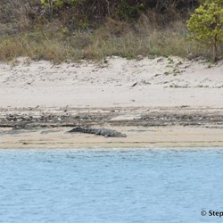 Seisia local sunning itself on the beach
