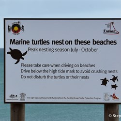 Turtle nesting beach in the Muttee Head area