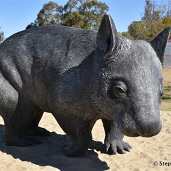 Northern Hairy Nosed Wombat is Queensland's most endangered animal - Thallon