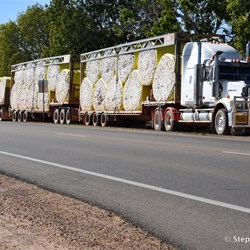 A load of cotton on the way to a cotton gin 