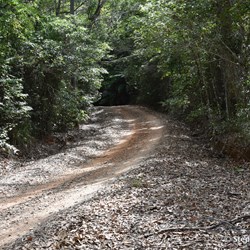 Dense tropical rainforest on the Black Mountain Road 