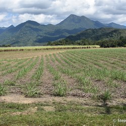 New Sugar Cane fields in the tablelands