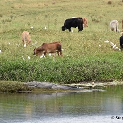 A large croc sunning itself on the banks of the Daintree River