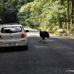 At the Cooper Creek bridge