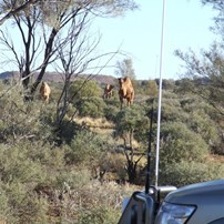 A morning visit from marauding camels
