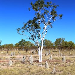 The white gums were magnificent in the sunlight