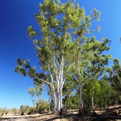 Another white gum, this one near the Leichardt River crossing