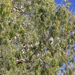A tree full of corellas