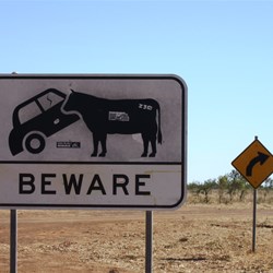Beware of car-eating cows