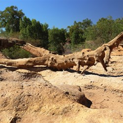This log could have come from miles upstream