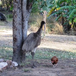 The emu that thinks it's a chook with a chook that knows it's a chook...