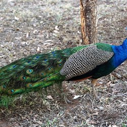 ...the resident peacock...