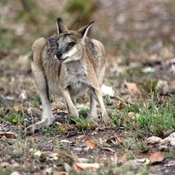 ...and the wallaby that joined us for breakfast
