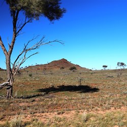 A tree struggling for survival on the Blackstone Warbuton Road