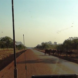 Need to keep a watch for these critters when the sun's in your eyes