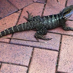 A nameless Maleny local.