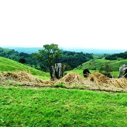 Some of the beautiful country around Maleny.