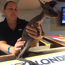One of the locals in the bar at Eucla