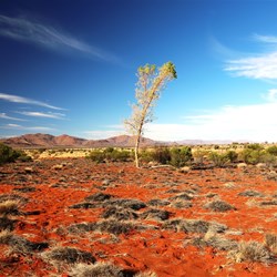 A lonely tree with Mt Cuthbert in the background