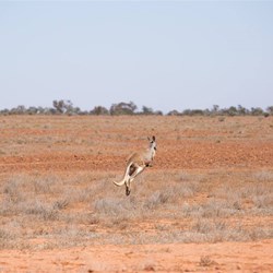 Watch out for Skip (c) Box Rallies