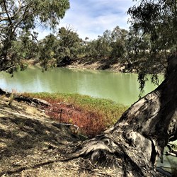 The Darling River at Menindee